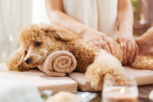 Relaxation and Relief for Pets